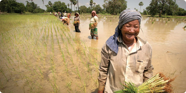 Women work hard in the rice paddies in Cambodia