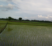 Rice field in South East Asia